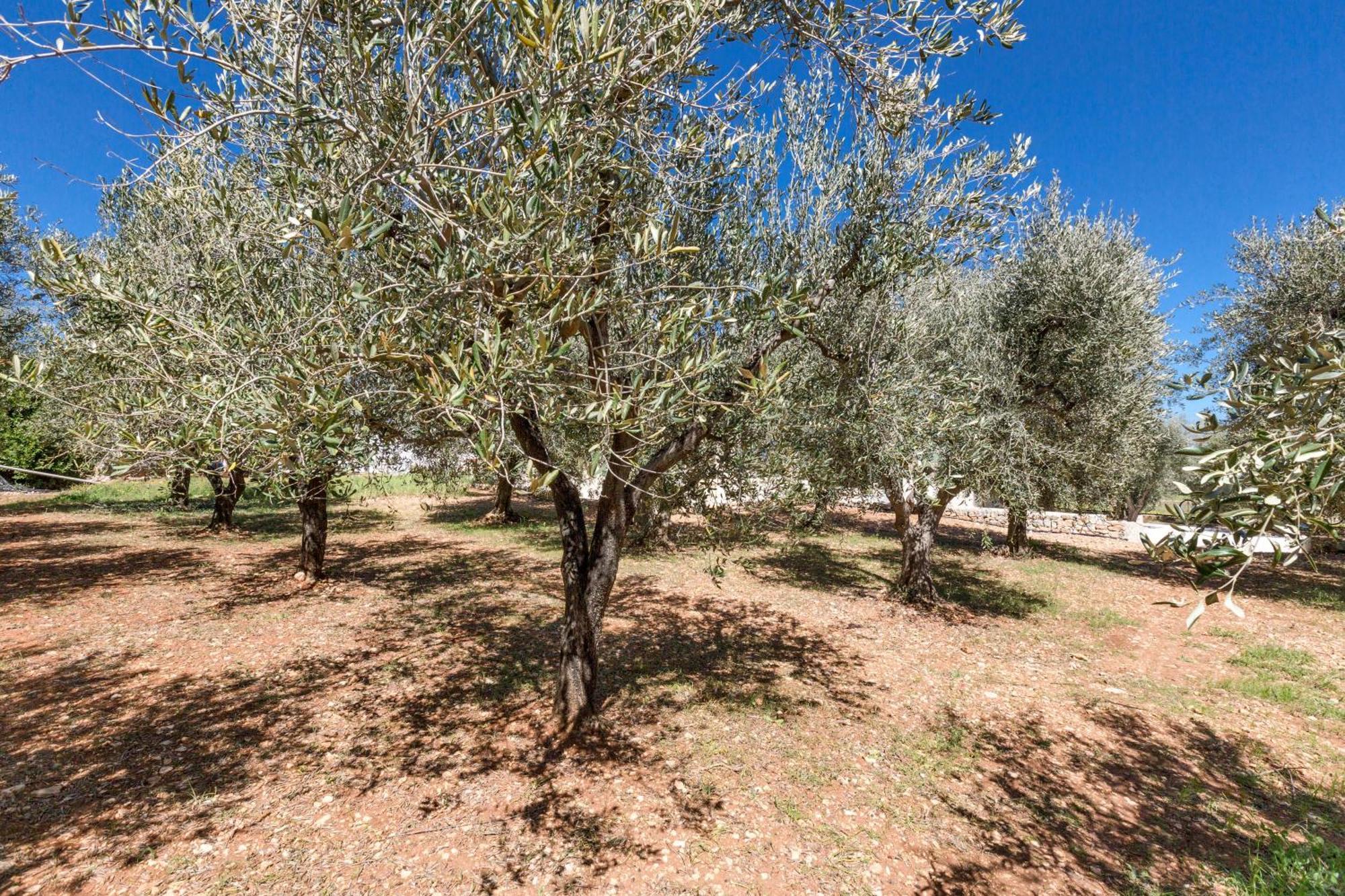 塞尔瓦·迪·法萨诺Trulli Ulivo Di Puglia By Barbarhouse别墅 外观 照片